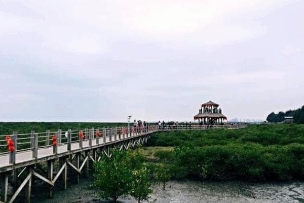 北海金海湾红树林：7种珍稀红树植物守护的疍家文化园