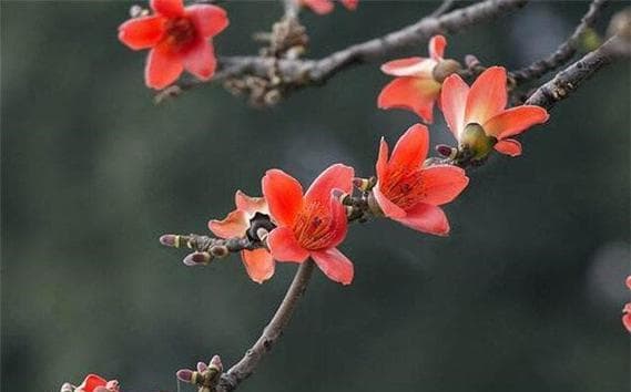 木棉花的花期（赏花好时节、花开花落时间表）