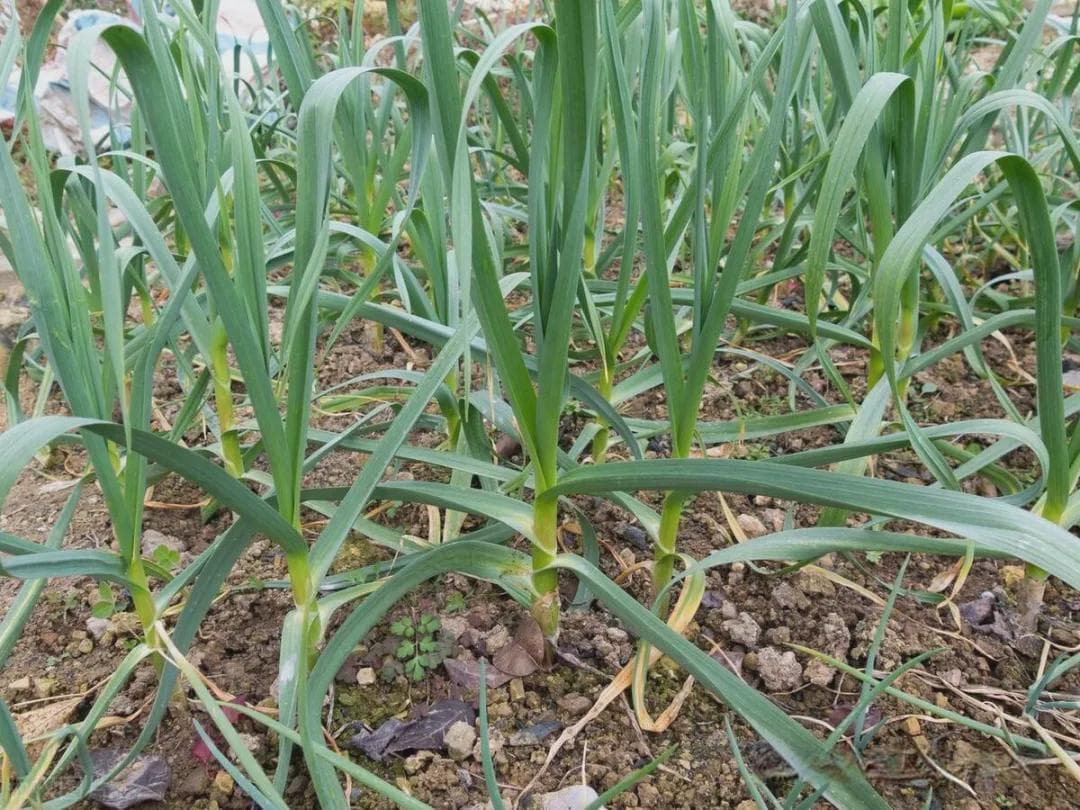 10大耐阴的蔬菜，阳台上能种，树下也能种，阳台种菜党别错过