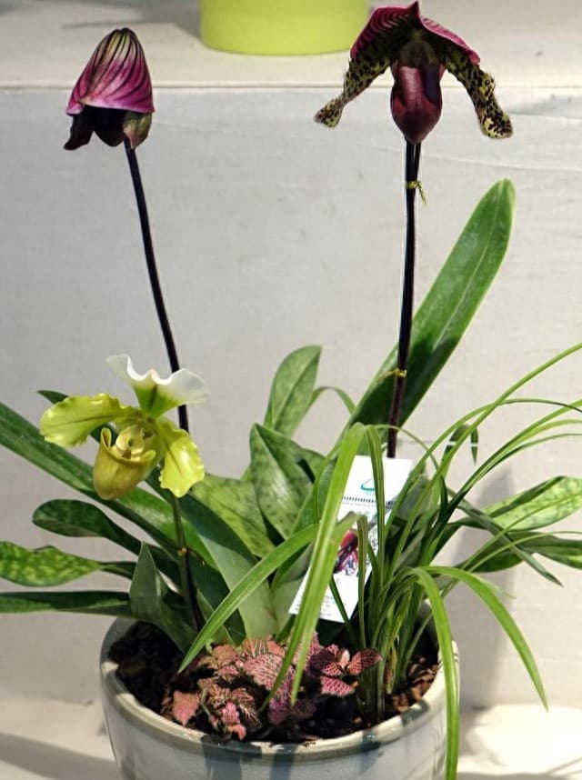 懂花人必选的三种兰花，简单分株繁殖，月月有兰香，建兰不可少