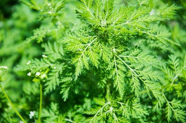 艾草驱蚊子对婴儿有害吗