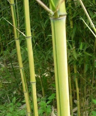 山东竹子种植潜力大（探究竹子在山东的种植情况及发展前景）