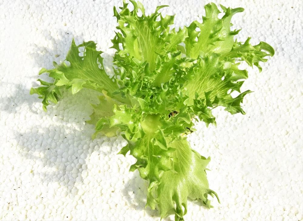 水培生菜出现红蜘蛛的原因及解决办法