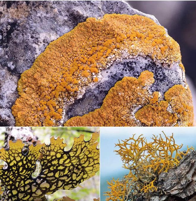 环境变化的“晴雨表”——地衣的生物学特性与生态保护