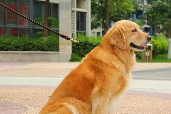 如何培养狗狗良好的日常习惯（让你的宠物生活更健康、更美好）