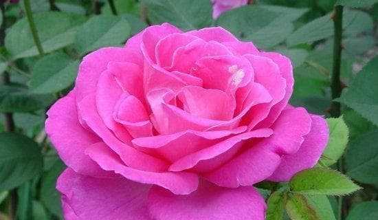 中国十大名花的象征意义（传承千年的文化之花-）