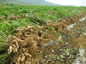 花生种植技术全攻略：从选种到管理的详细指南