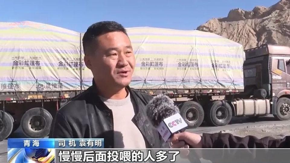 别再投喂！可可西里讨食的野狼越来越多，工作人员：最多时发现了12匹