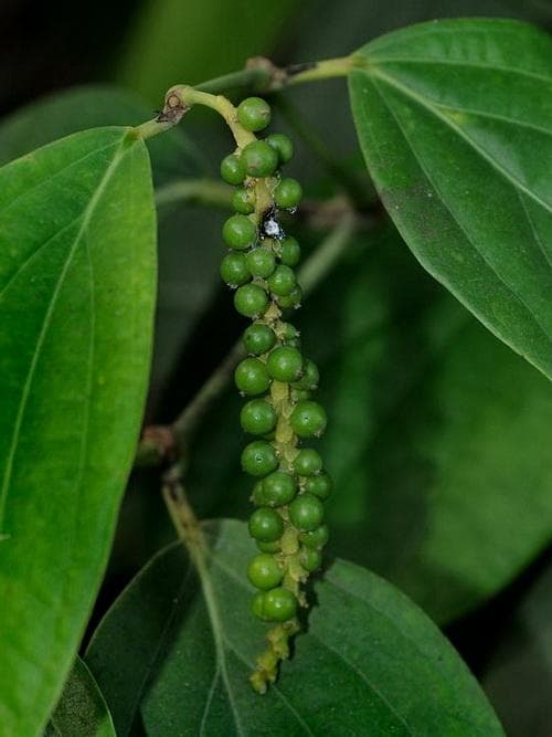 作为中国本土植物，花椒的“麻”是如何产生的？