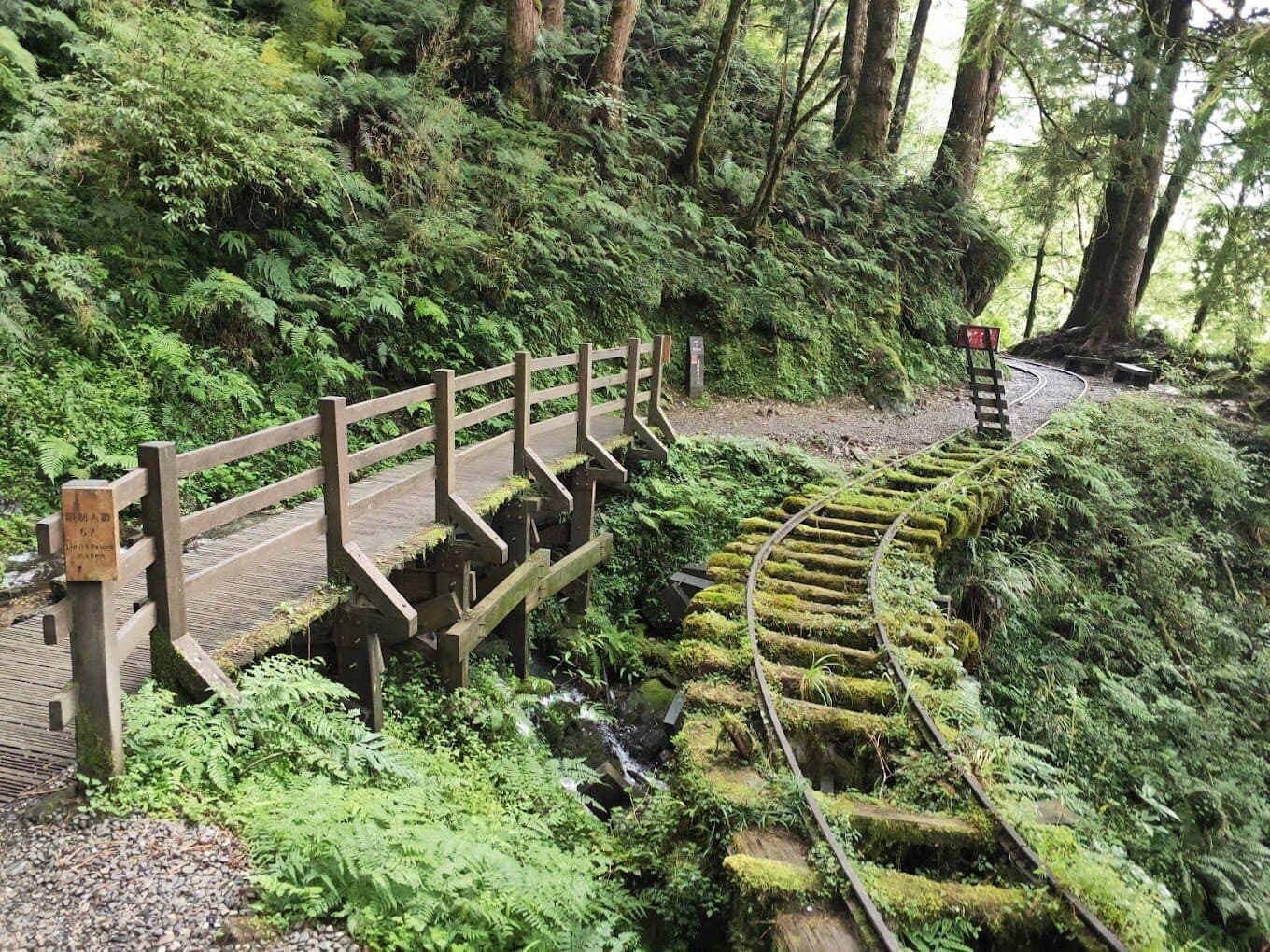 探索太平山国家森林游乐区的必做活动｜揭开隐藏的自然魅力