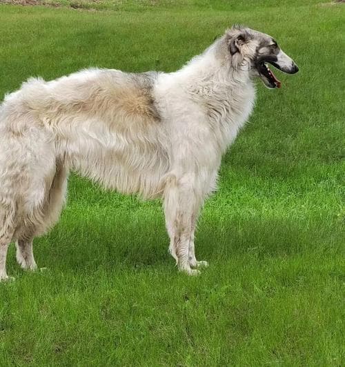 苏俄猎狼犬的饲养方法详解（打造忠诚伙伴的秘诀）