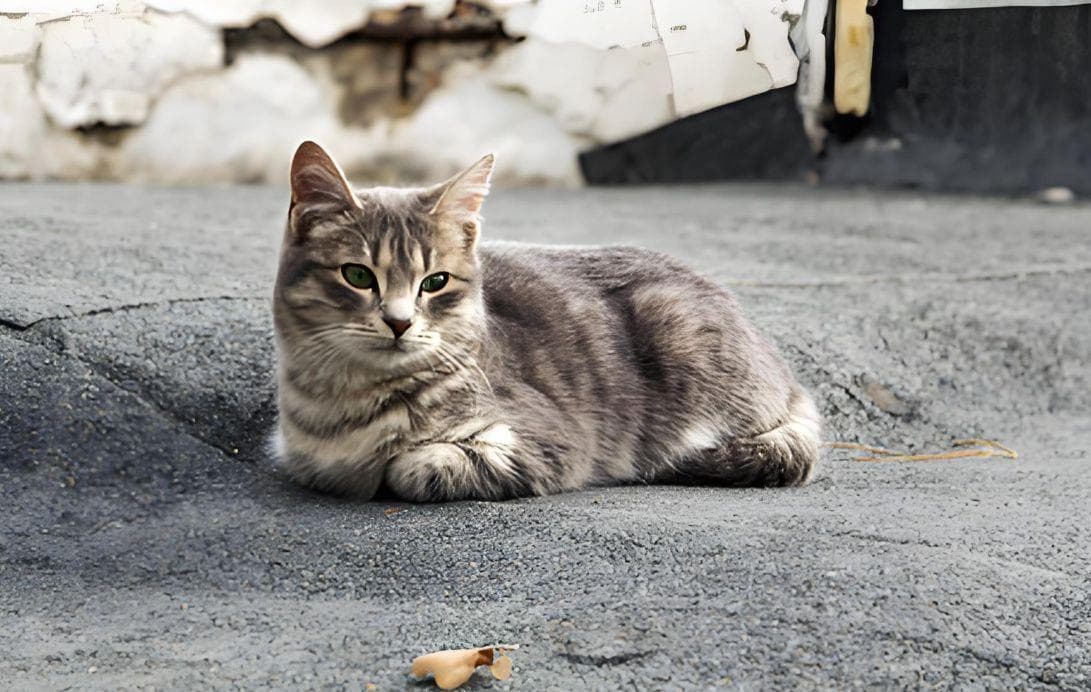 捡流浪猫：爱心与责任并行