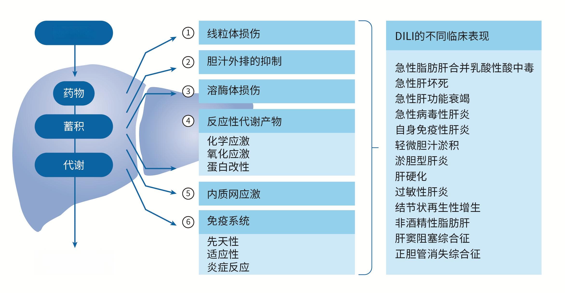 肝脏转运体在药物性肝损伤（DILI）研究中的作用简介