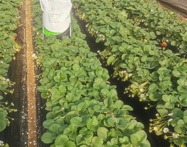 草莓种植施肥攻略