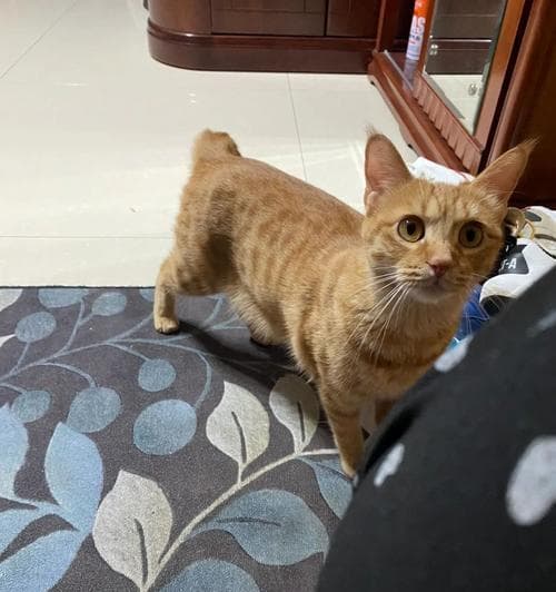 猫咪不节育会有什么后果？对健康和行为有何影响？