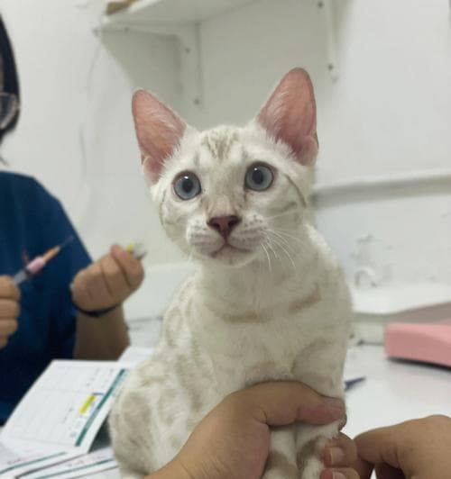 孟加拉豹猫的价格和家养适宜性