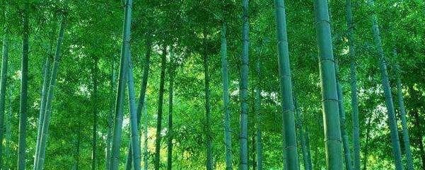 毛竹怎么种植（毛竹种植时间和方法分享）