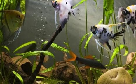 给鱼缸换水的正确方法（如何给鱼缸换水以及注意事项）