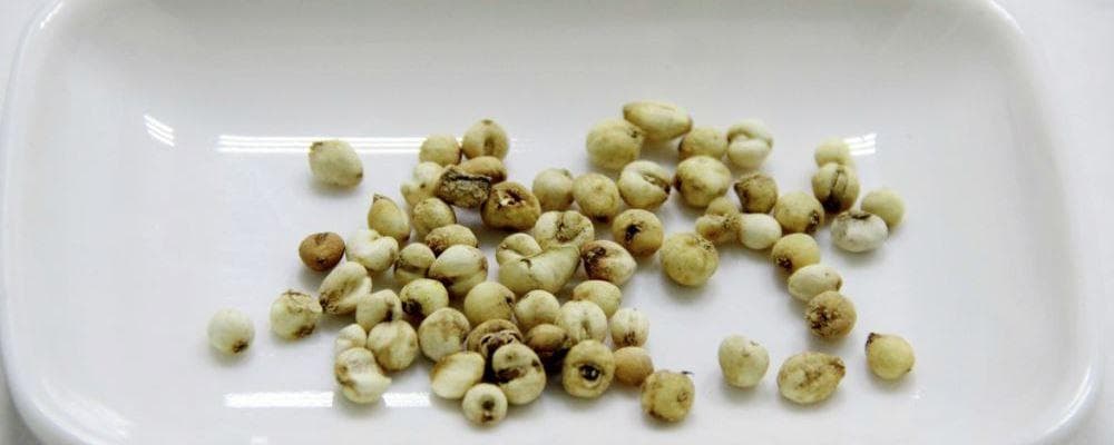 如何正确泡贝母水？掌握正确方法与用量，呵护呼吸健康