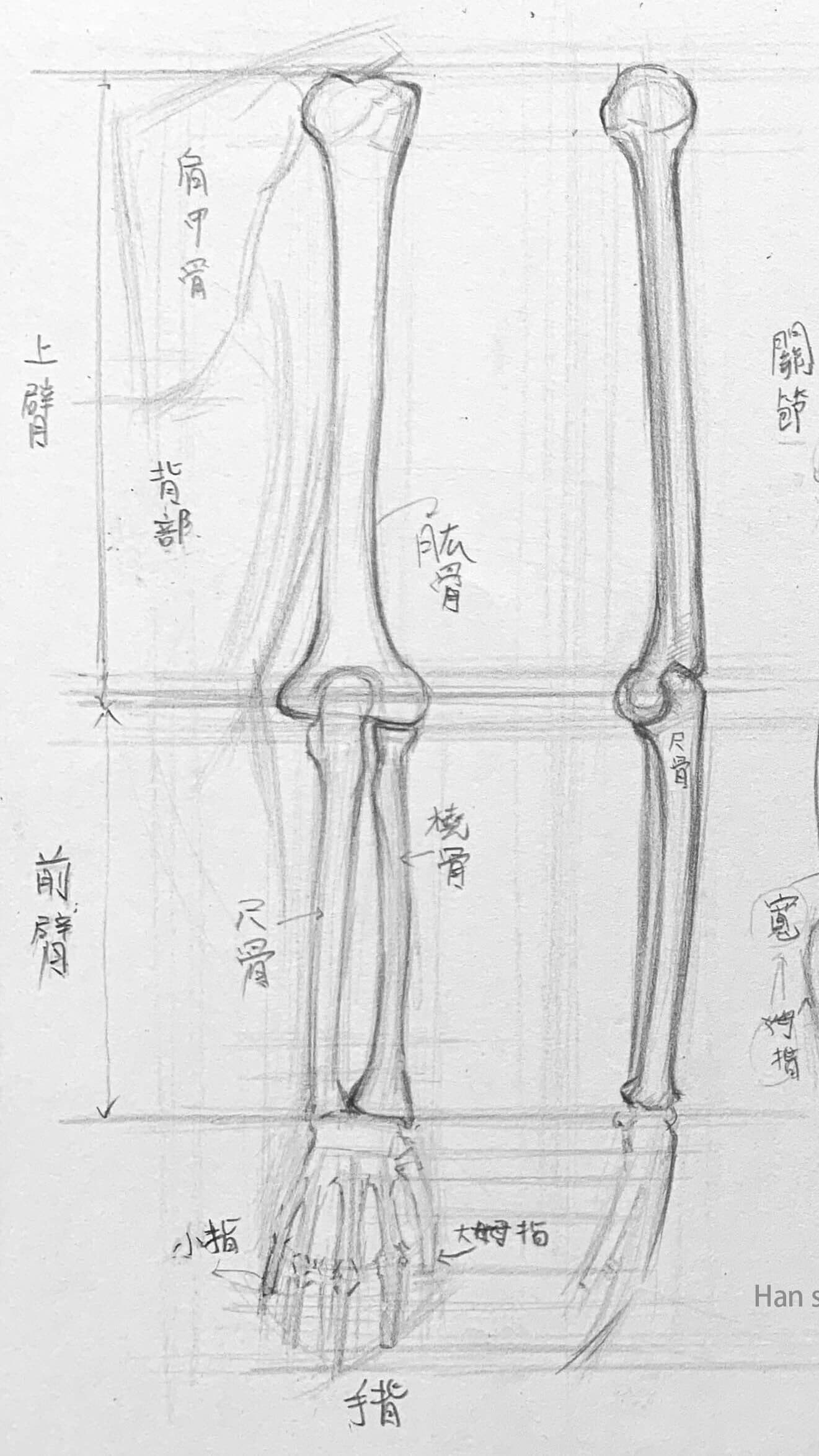 手臂画法入门：骨骼简化与运动机制的详细解析