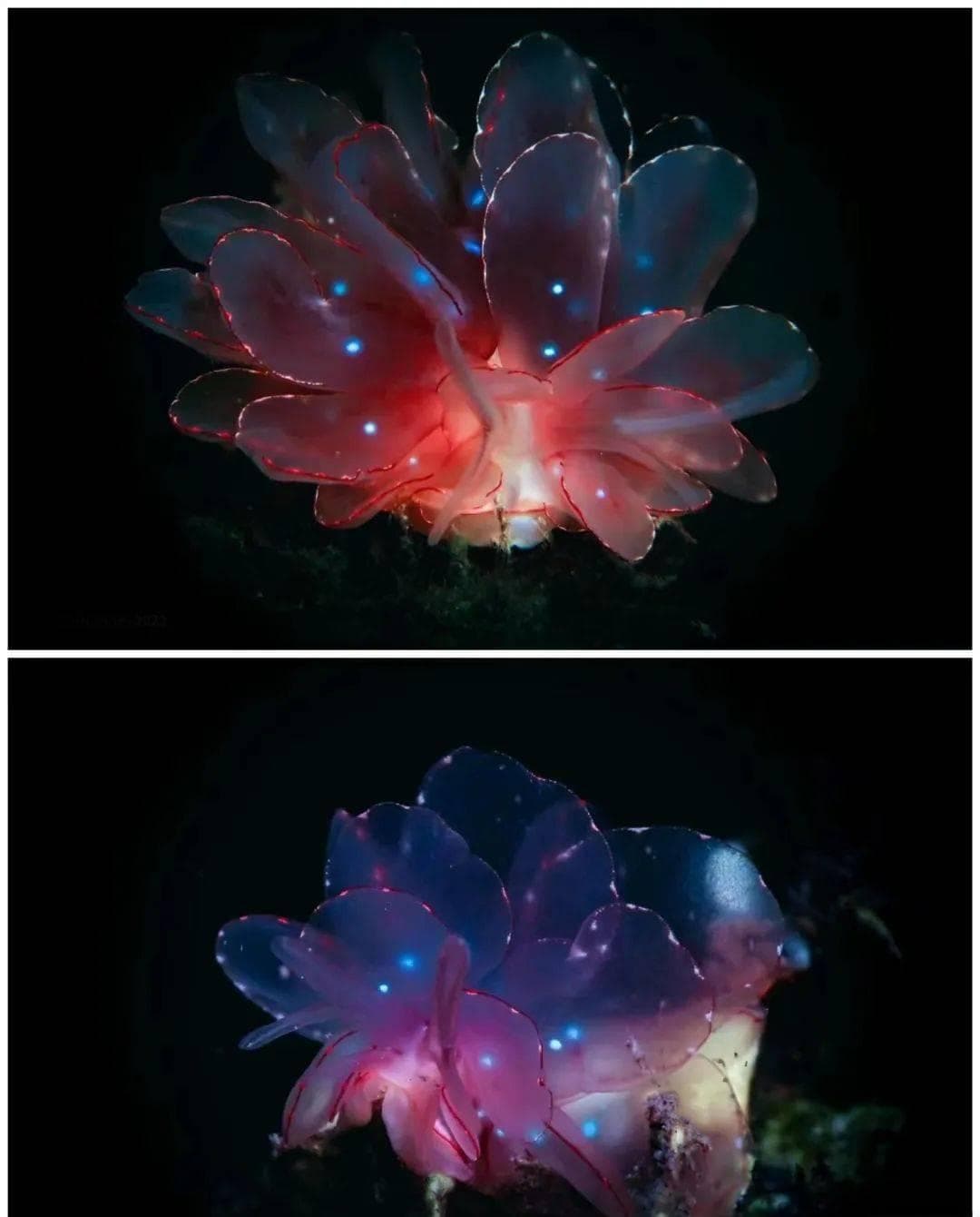 形似花叶的突起，这位海洋伪装者正面临生存威胁