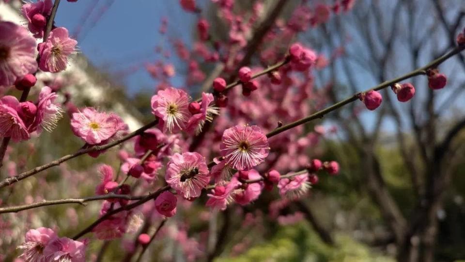 常州春季赏花全攻略：从梅花到梨花，十大花海等你来