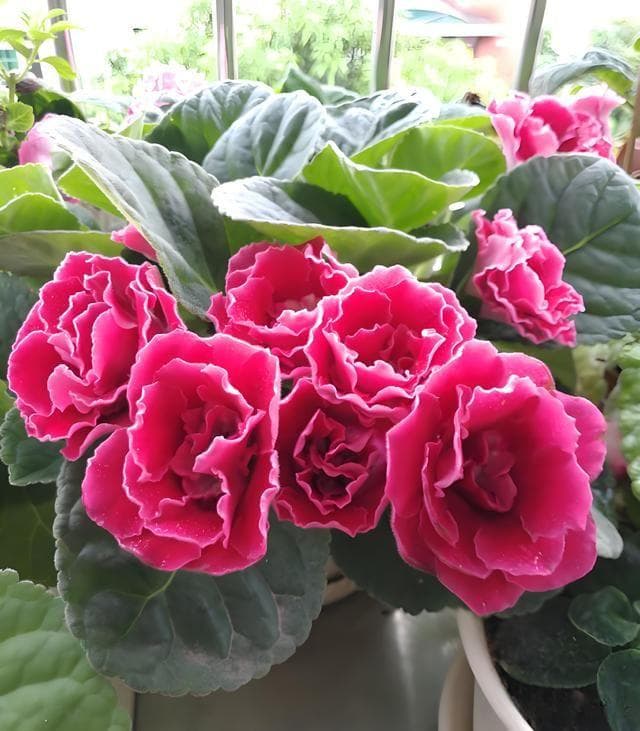 芙蓉是荷花吗？芙蓉怎么养？跟荷花有什么区别