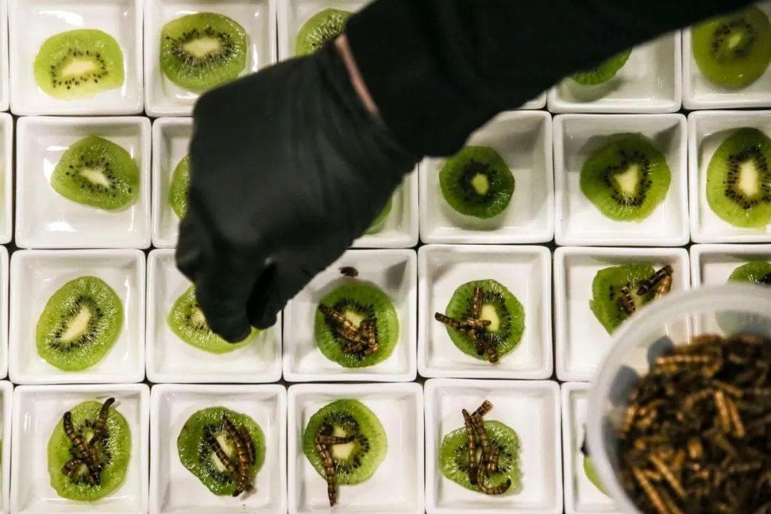 蚂蚁分为坚果味和柠檬味？科学家发现蚂蚁有不同口味，是尝出来的吗？
