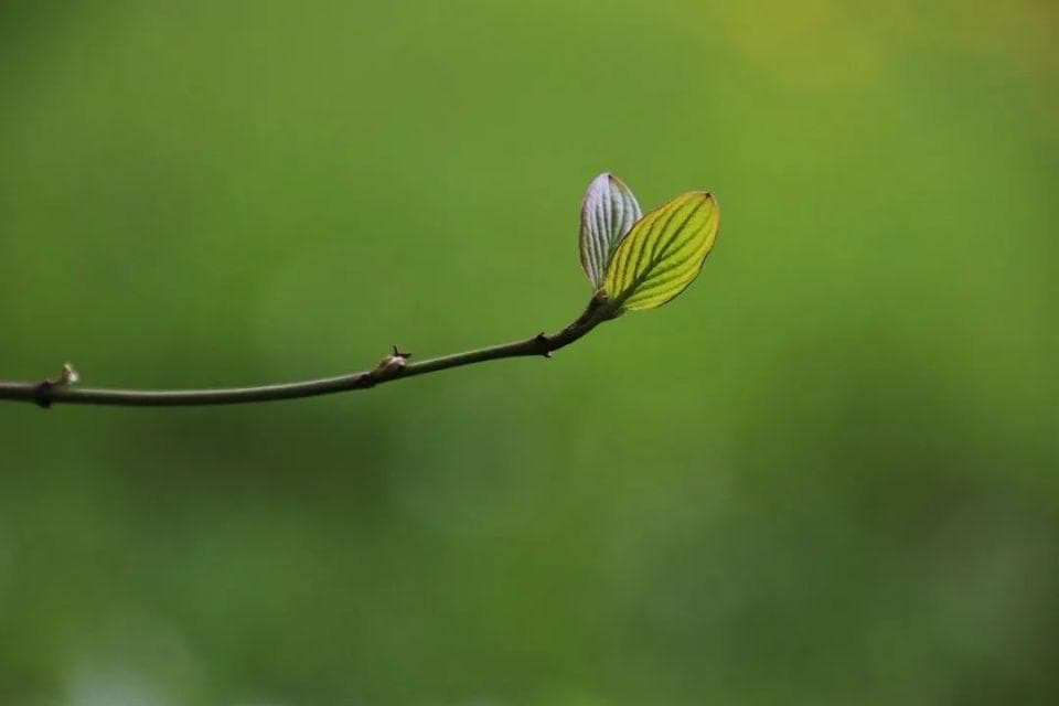 【辛宝】风清雨明，防感避湿，这才是清明节气养生要点