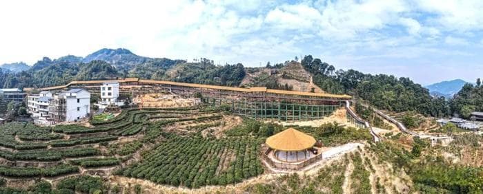 打响茶品牌 提升影响力丨苍梧县多举措促进茶文旅深度融合观察