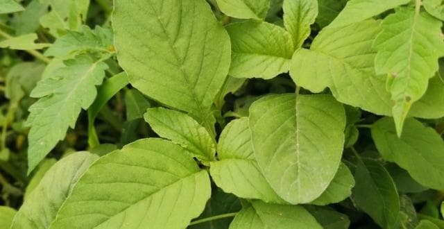 万物有灵 | 野外珍馐金不换——野苋菜