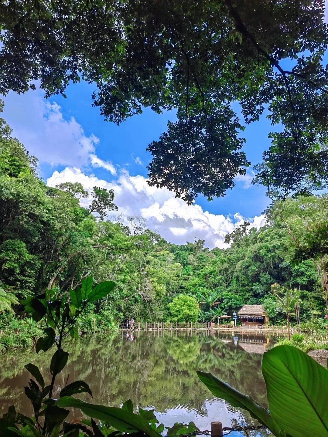 海南百花岭：藏在琼中腹地的热带雨林秘境，等你来探秘！