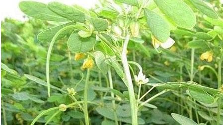 绿豆之探秘：一年生双子叶植物的种植、营养和药用