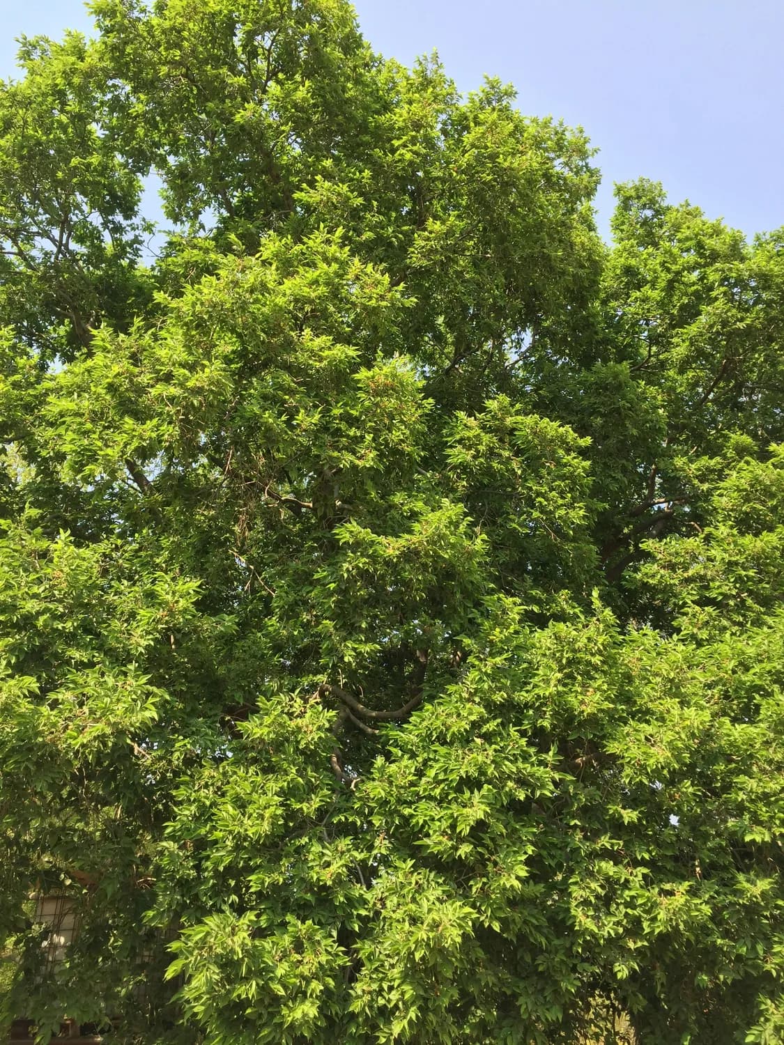 琅琊榆与醉翁榆：守护琅琊山的绿色奇迹