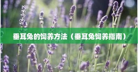 垂耳兔的饲养方法（垂耳兔饲养指南）