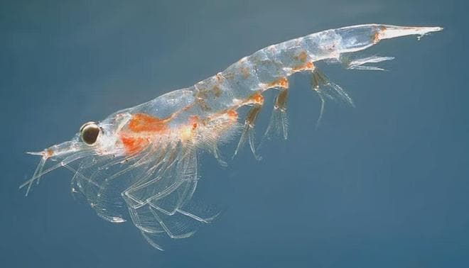 “世界磷虾日”！海洋中的小虾虾，竟是地球生态的无名英雄？