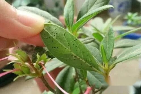 杜鹃花长虫怎么办?如何消灭和预防