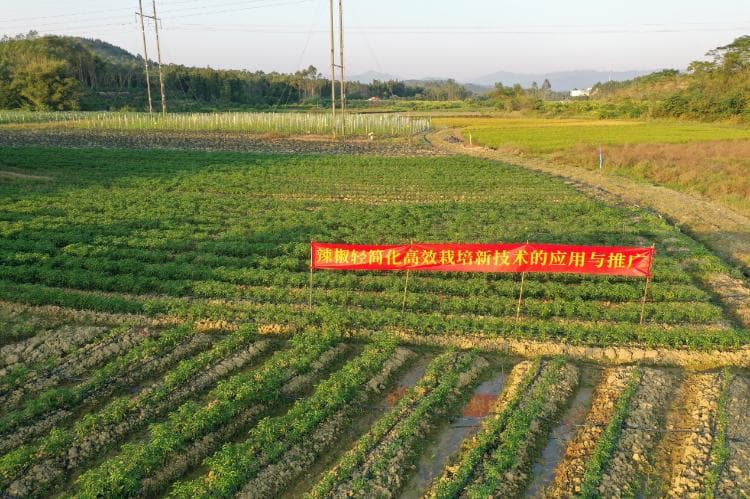 广东农科院辣椒新品种选育项目获科技成果推广奖