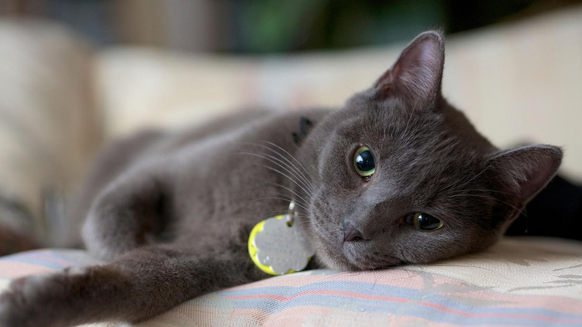 猫咪的冷知识：从身体特征到心理行为，揭秘猫咪的奇妙世界