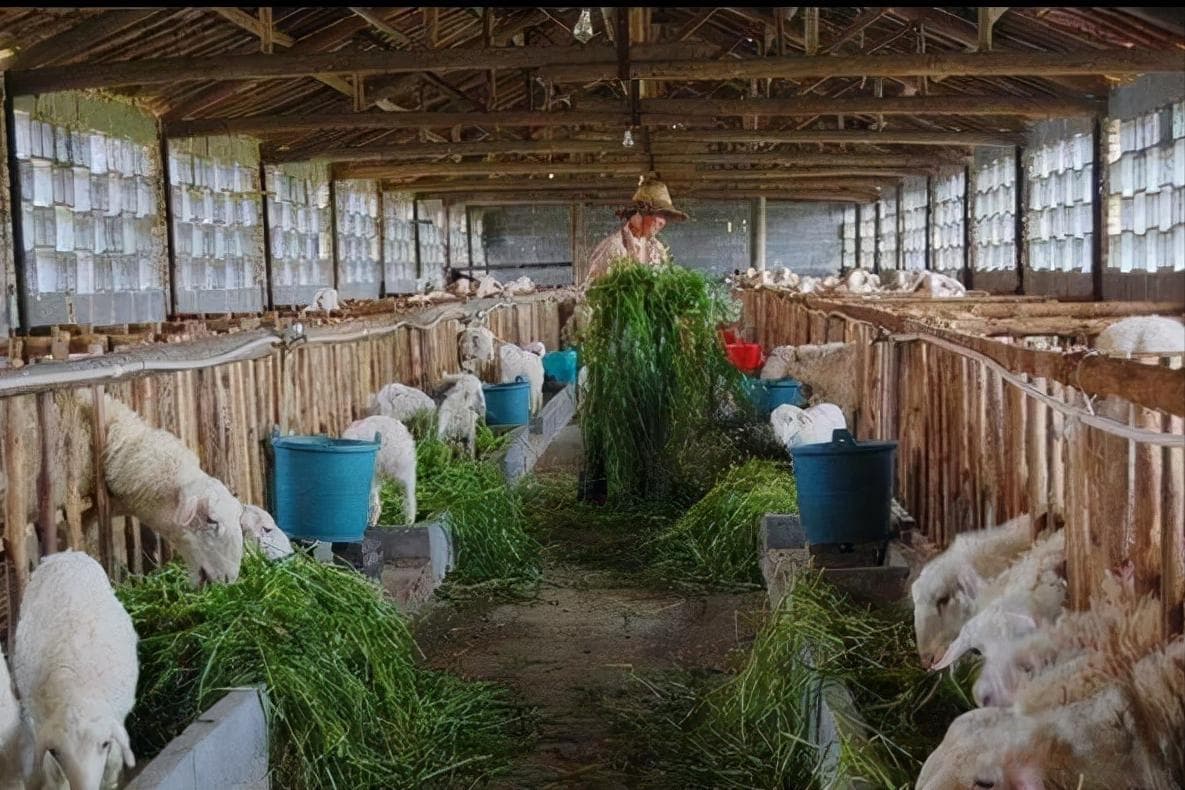 养羊冬天种什么牧草最好？冬牧70黑麦草耐寒-30度，蛋白含量高，推荐