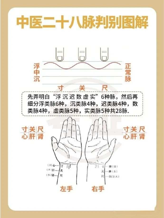 浅谈中医切脉