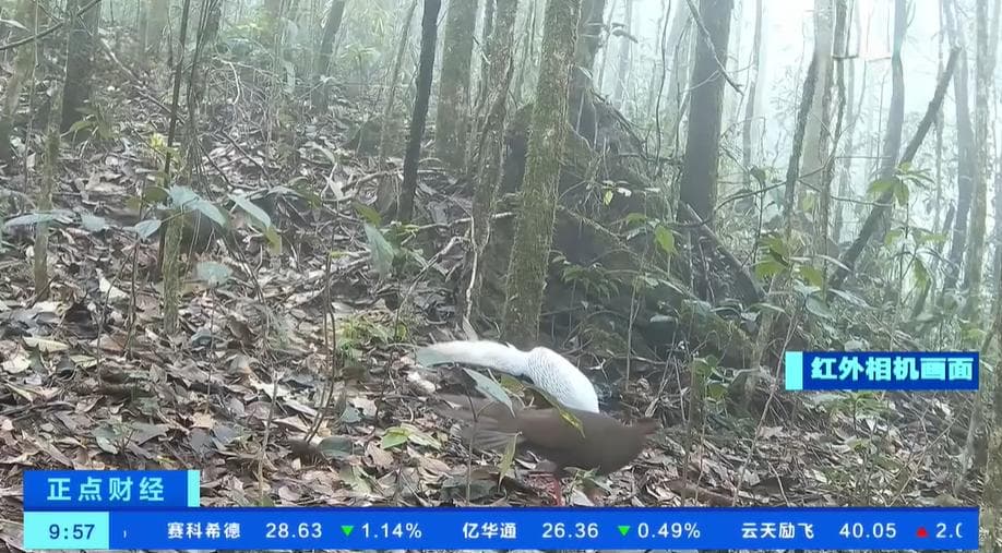 云南现白鹇豹猫等珍稀动物，黑颈鹤迁徙数量大增