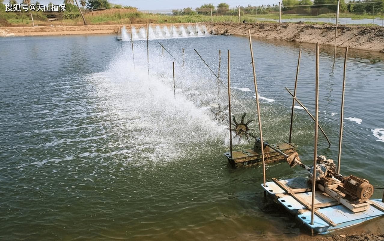 淡水养殖：哪种鱼最挣钱？