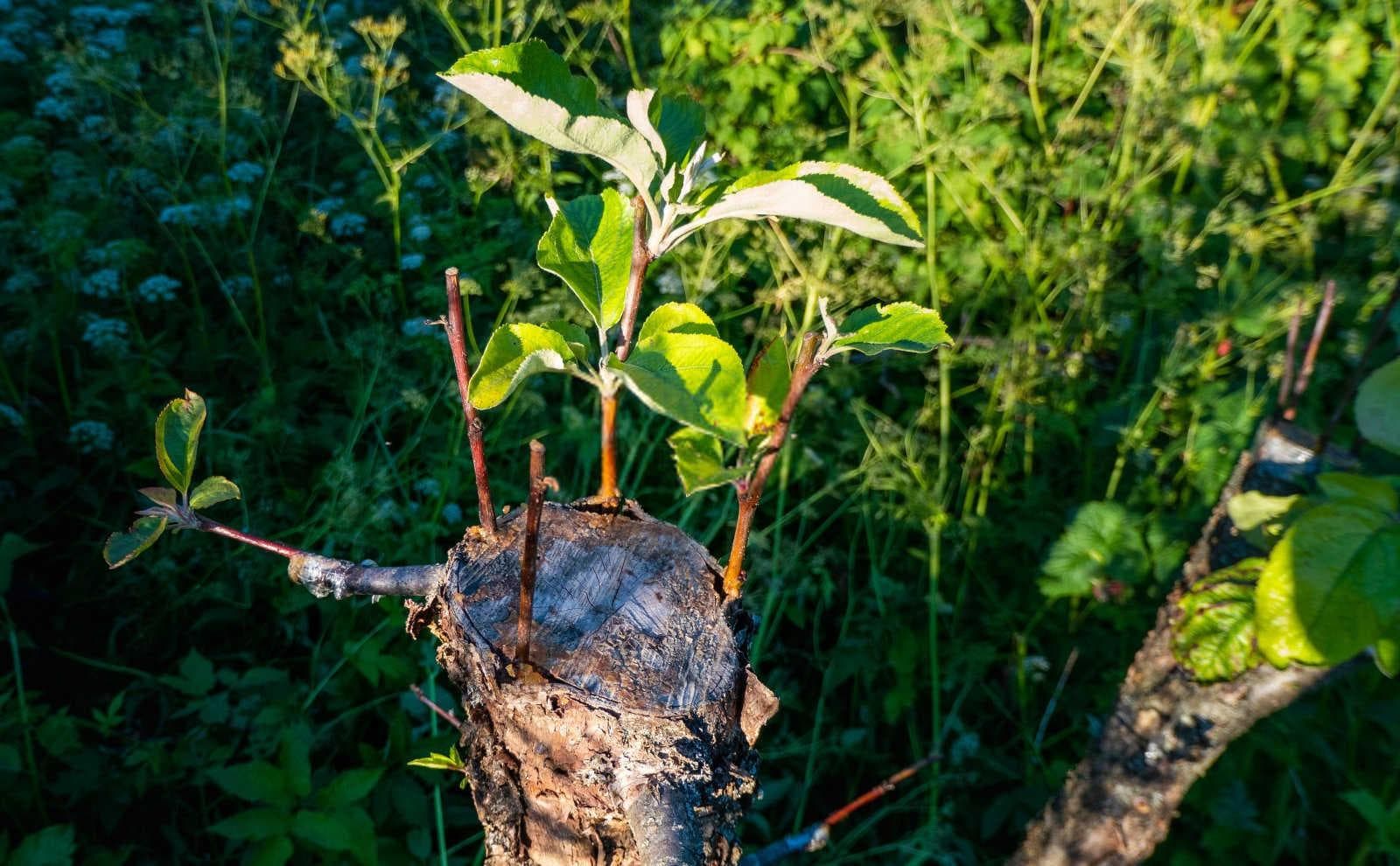 果树下能套种哪些中药材？果园套种中药材技术要点