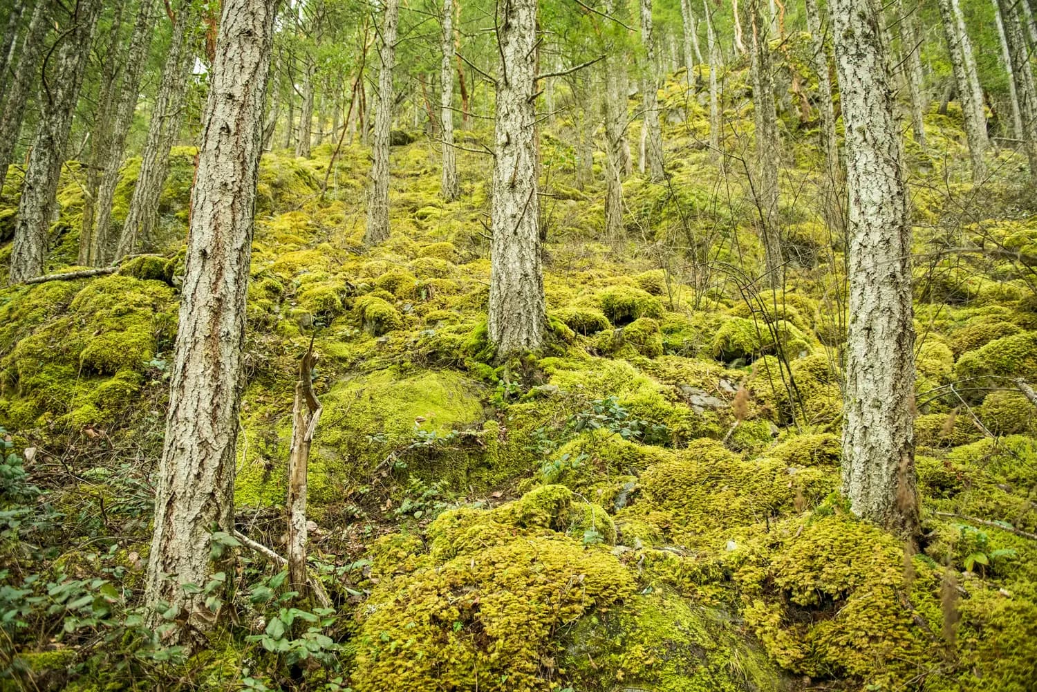 神农架获IUCN最佳保护地称号，珍稀植物保护成果显著