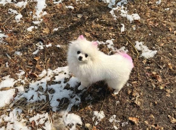 狗狗发烧且流脓鼻涕是怎么了？犬瘟热是什么症状