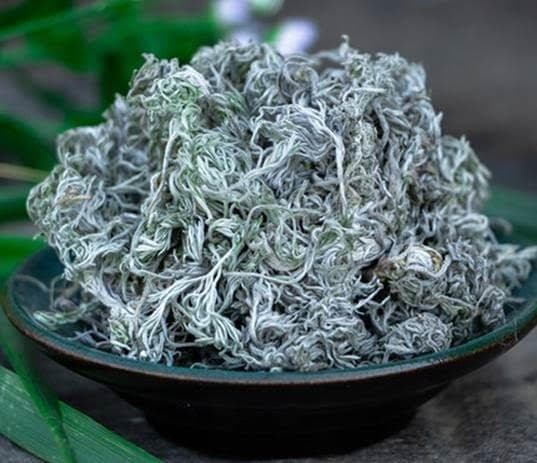 每周一药 -茵陈-
