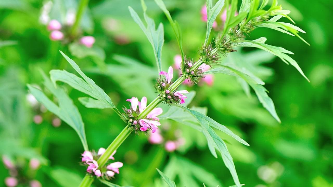 益母草的功效与作用：从传统应用到现代研究