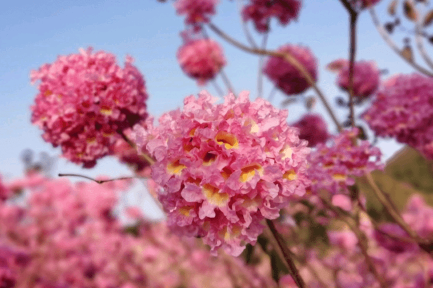 花开迎新春！过年，来阳江邂逅超美花海