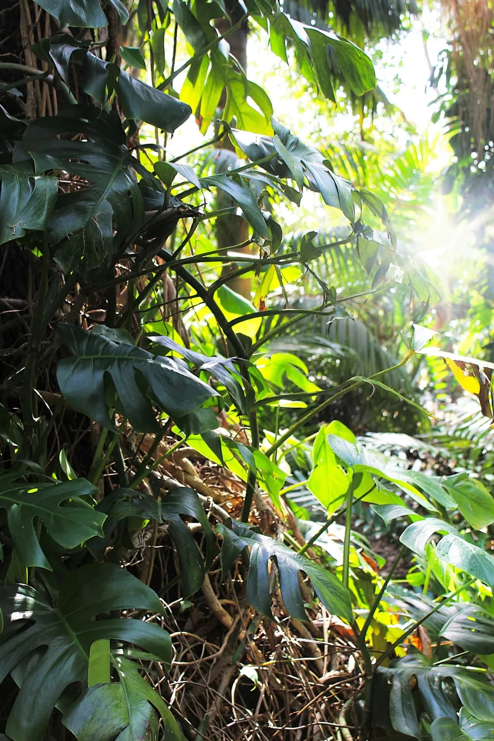 黄精种植土壤选择与改良：泰然基地经验分享